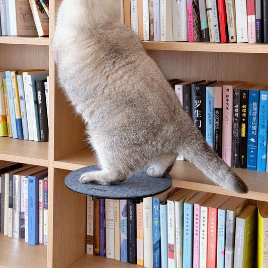 Cat seated on a round fabric-covered clamp-on perch beside a bookshelf