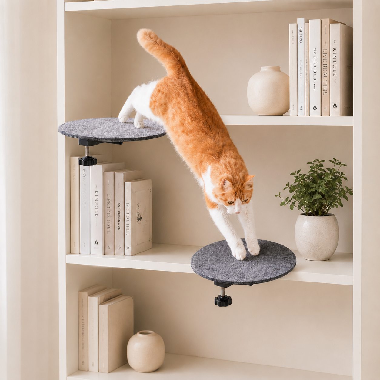 Orange and white cat stepping between two clamp-on shelves in a bookcase