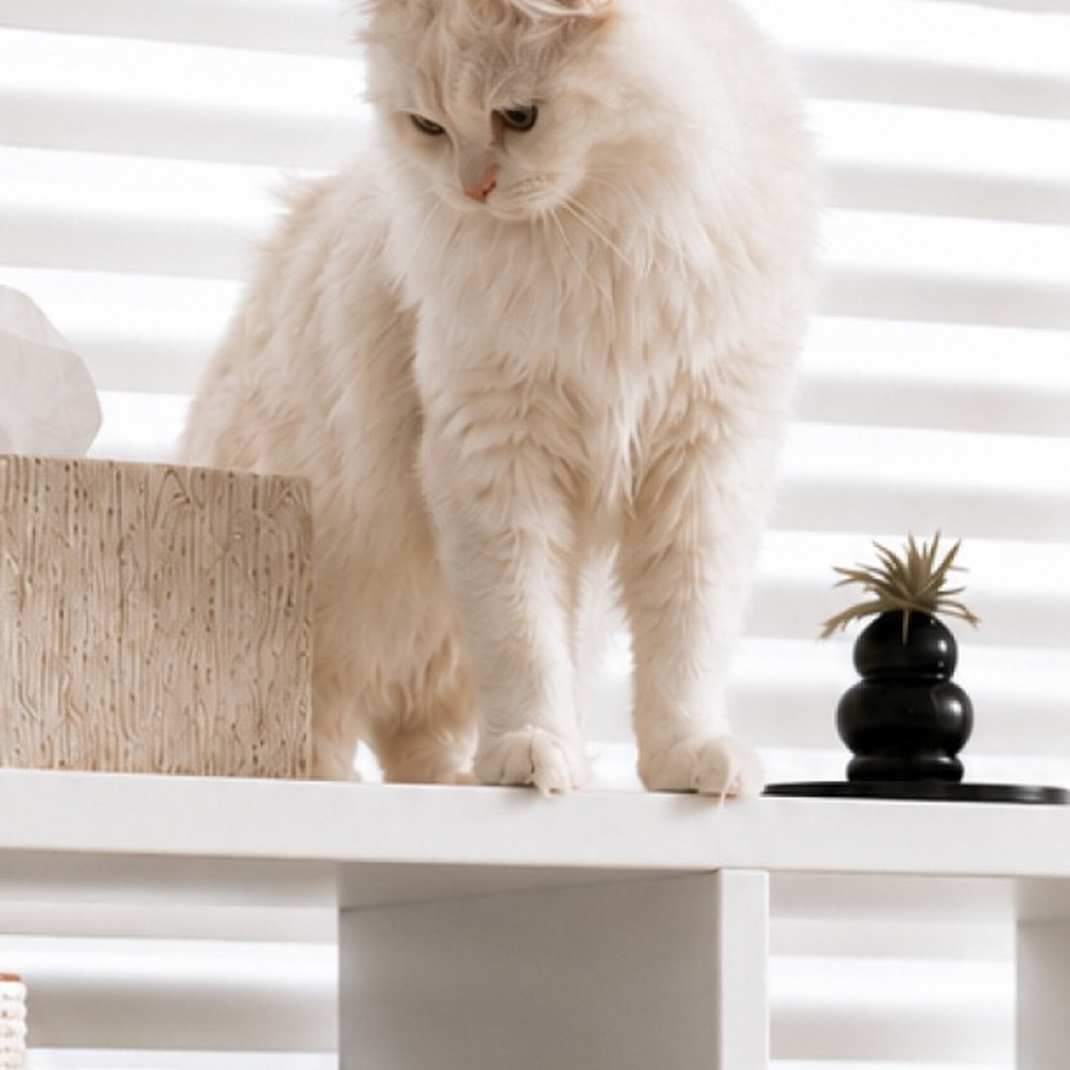 White cat standing above a clamp-on double-section scratching post